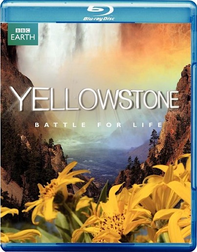yellow.jpg